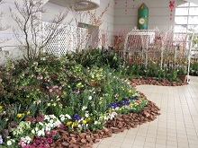 早春を彩る花まつり2019