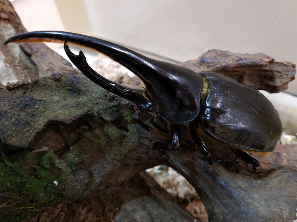 カブトムシ&クワガタ展