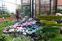 常設展示「百花繚乱~初夏~」