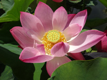 早朝開園「ハスの花の観賞会」
