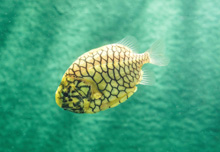 マツカサウオの光を見てみよう！