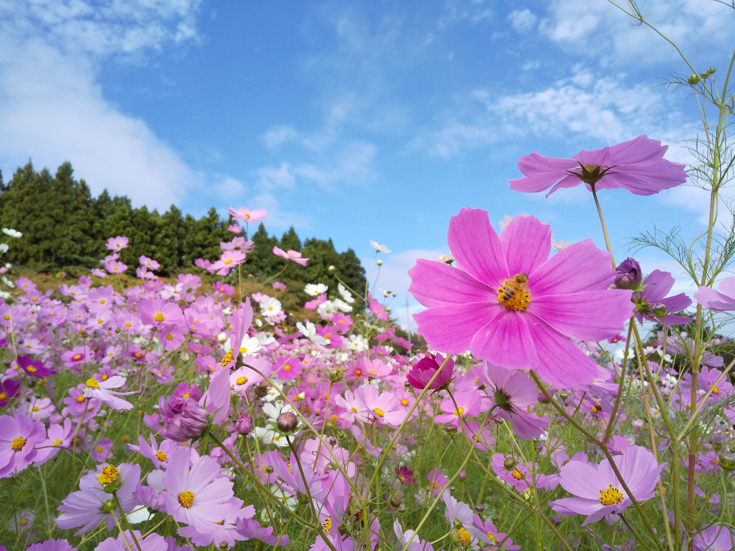 2025となみ夢の平コスモスウォッチング