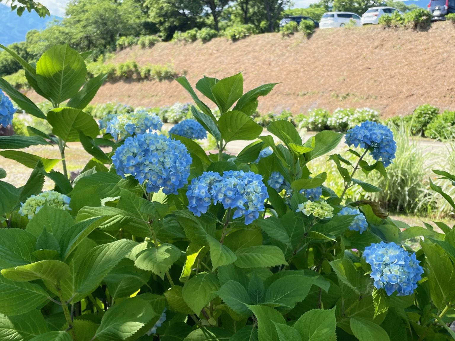 IOX-AROSA あじさいまつり