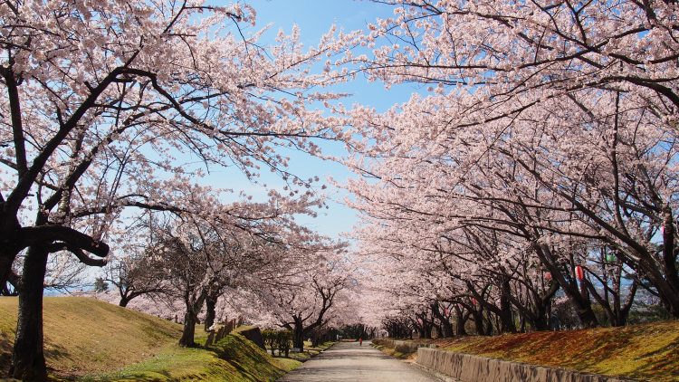 宮野山桜まつり