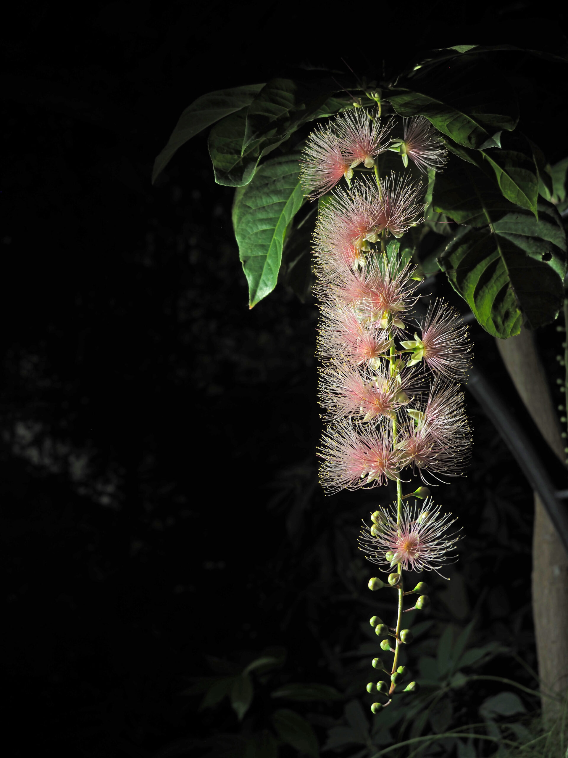 夜間開園 夜の熱帯植物探検