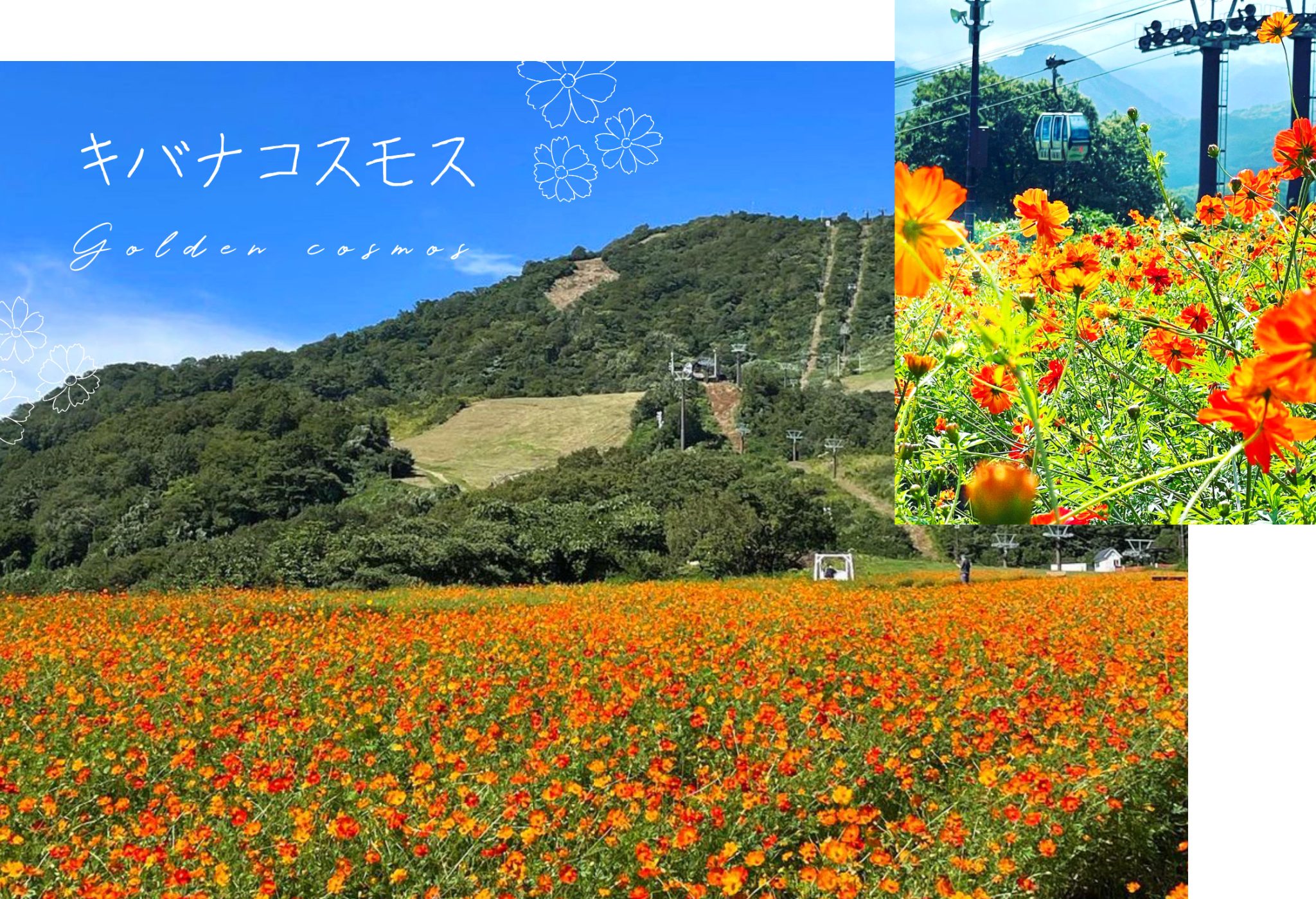 キバナコスモスまつり