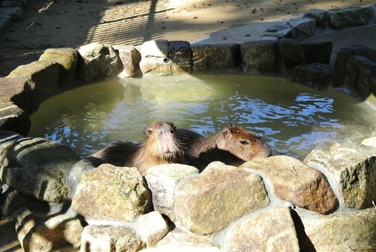 カピバラの湯を展示