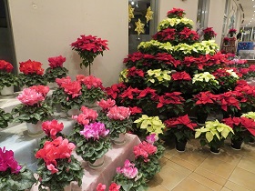 ポインセチアとシクラメン展