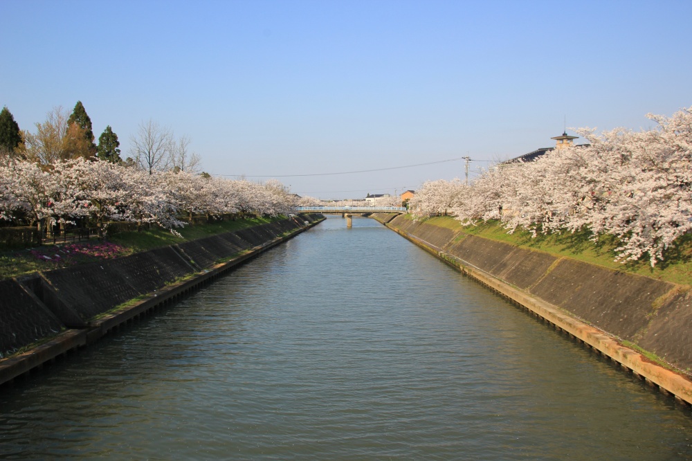 鏝絵と下条川千本桜まつり