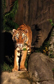 ファミリーパーク　ナイトズー