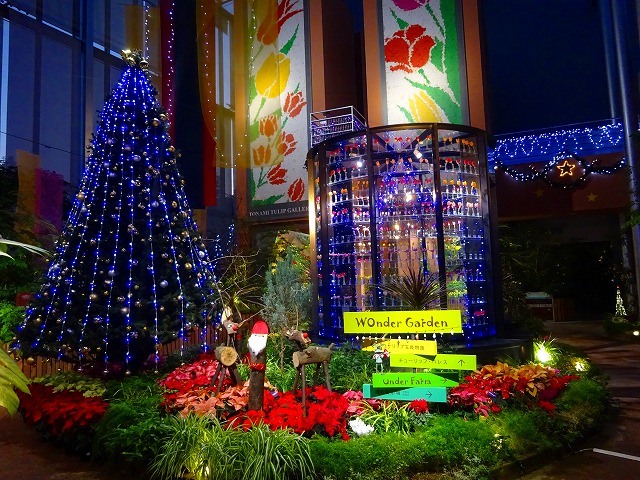 「季節を彩る花々~クリスマス~」