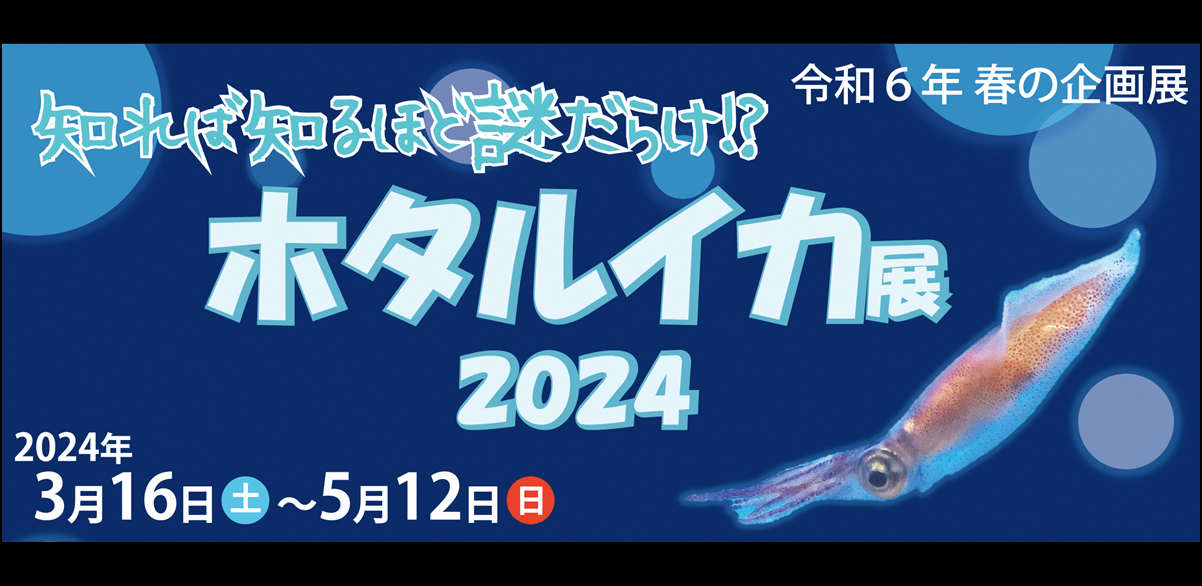 知れば知るほど謎だらけ!?ホタルイカ展2024