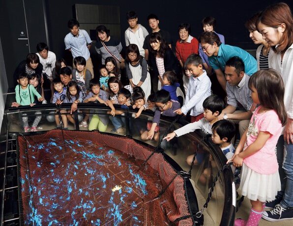 ほたるいかの発光ショー