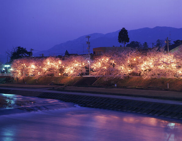 ふくみつ千本桜ライトアップ