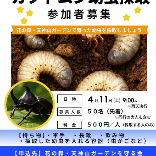 カブトムシ幼虫採取