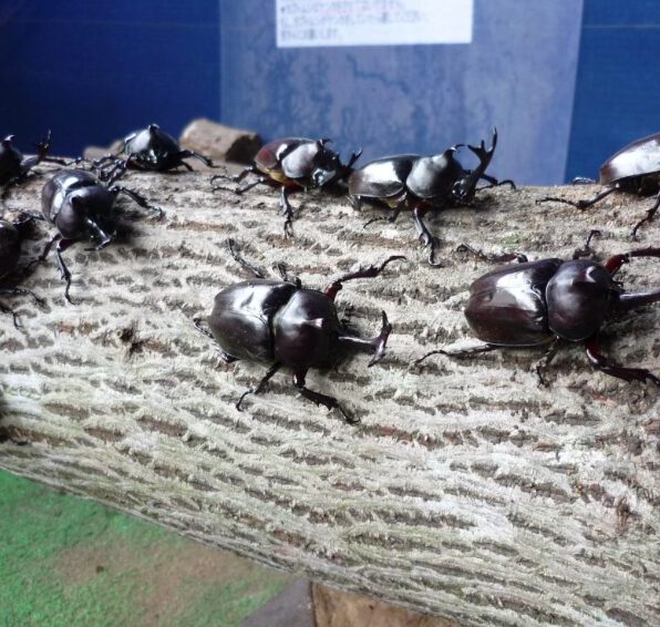 カブトムシ＆クワガタ展
