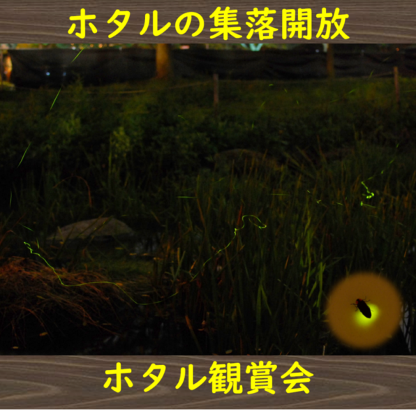 ミラージュランド園内「ホタル観賞会」